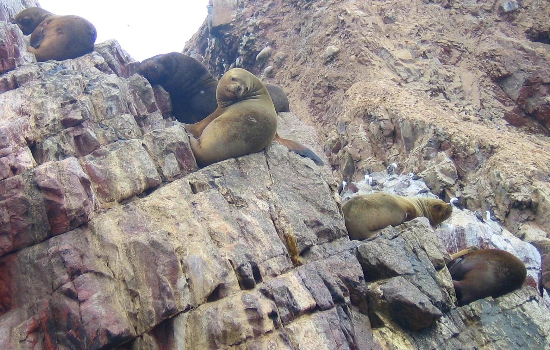 Sea lions resting on the rocks at Ballestas Islands