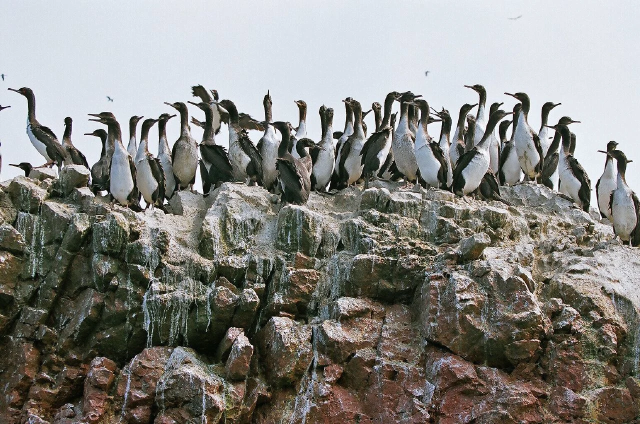 Guanay cormorants gathered on a rocky Ballestas ledge