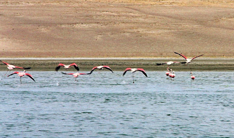 Flamingos flying low across the Paracas coast in a historical photograph